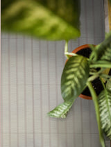 SPF 247 - INDIAN TILES -  (  - SCD - 300x300 mm - 12inchX12inch )